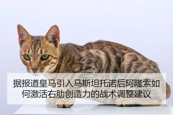 ju-bao-dao-huang-ma-yin-ru-ma-si-tan-tuo-nuo-hou-a-long-suo-ru-he-ji-huo-you-le-chuang-zao-li-de-zhan-shu-tiao-zheng-2-228.jpg